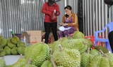 Xuất khẩu sầu riêng sang Trung Quốc: Điều tra gian lận mã vùng trồng