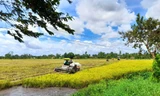 Thu hoạch lúa ở Hậu Giang. Ảnh: Cảnh Kỳ