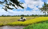 Thu hoạch lúa ở Hậu Giang. Ảnh: CK