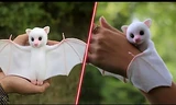Lạ lùng loài dơi trắng đáng yêu nhất thế giới