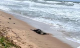 Phát hiện 7 thi thể trôi dạt vào bờ biển Phú Quốc