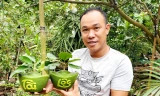 Bưởi hình hồ lô, thỏi vàng ở miền Tây giá hơn 1 triệu đồng/cặp chưng Tết