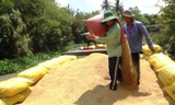 Thu hoạch lúa