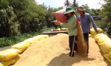 Thu hoạch lúa