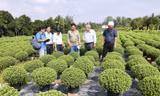 Nhà vườn nhổ bỏ hàng nghìn chậu cúc mâm xôi phục vụ Tết do chậm ra hoa
