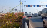 Hàng hoa giấy lại bung nở rực rỡ trên cầu Vĩnh Tuy