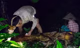 Đêm soi đèn tìm dấu nấm 'vua', sáng ra mang bán 'hái' tiền triệu