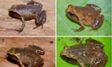Loài ếch tí hon được phát hiện ở vườn Quốc gia Vũ Quang. Ảnh: DT