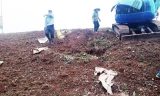 Công nhân chôn lấp rác vào hố được đào ngay trong thân đê
