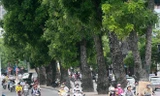 Để tổ chức xén hè đường Vành đai 2 Hà Nội phải di chuyển hơn 476 cây xanh các loại, trong đó dịch chuyển 371 cây, chặt hạ 105 cây