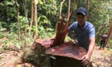 Bắt tạm giam 2 đối tượng phá rừng gỗ lim quý ở Quảng Bình