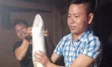 Cá chình 'khủng' dài 1,5 mét mắc lưới ngư dân Quảng Bình