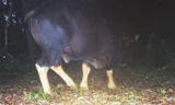 Một trong 3 cá thể bò tót xuất hiện gần suối nước nóng Bang được bẫy ảnh của Chương trình Việt Nam Nature ghi nhận