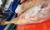 Cá sủ vàng 'khủng' xuất hiện sau 30 năm ở Cà Mau