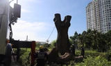 Cổ thụ trăm tuổi trong công viên Gia Định bị đốn hạ