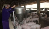 Người nuôi heo ở Đồng Nai thoát lỗ khi giá heo hơi liên tục tăng, dự báo còn tăng nữa?