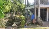 Cây bật gốc đè chết người trong công viên ở Nghệ An