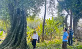 Cây thị cổ thụ thời khởi nghĩa Lam Sơn được công nhận là cây di sản