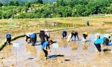 Thanh niên xuống ruộng bắt hơn 1 tấn ốc bươu vàng cứu lúa