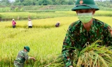 Bộ đội Biên phòng xuống ruộng gặt lúa giúp dân