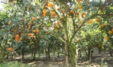 Nức lòng vườn cam Tết vàng ruộm, trĩu quả ở Bắc Giang