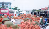 Một "đặc sản" của chợ vải thiều ở tỉnh Bắc Giang nằm dọc quốc lộ 31 là tắc đường vào đầu giờ sáng, khi có hàng nghìn người dân chở vải bán ở các điểm cân.