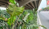 Cây xanh dưới đường Vành đai 3 trên cao: Chỗ héo úa, chỗ cao kịch gầm