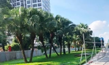 Nhiều cây xanh đô phố Liễu Giai - Văn Cao sẽ được đánh chuyển để mở rộng lòng đường.