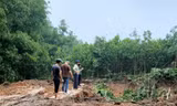 Hà Nội: 'Đất tặc' ngang nhiên phá hoại cây trồng của người dân, xúc trộm hơn 500m3 đất 