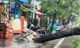 Mưa to và gió lớn quật đổ cây xà cừ trên phố Hàng Lược, Hà Nội.