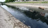 Cá chết nổi trên sông Tô Lịch phía đầu nguồn trong 2 ngày qua