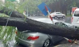 Hiện trường cây cổ thụ đổ đè bẹp ô tô trên phố Ngô Quyền.