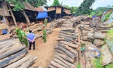 Phát hiện xưởng tập kết trái phép gỗ quý giữa trung tâm TP. Buôn Ma Thuột