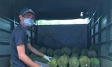 Người dân Krông Búk tuân thủ quy định phòng chống dịch khi thu hoạch sầu riêng