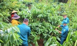 Các cán bộ, chiến sĩ giúp dân thu hoạch cà phê
