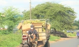 Nông dân dùng xe công nông vận chuyển sầu riêng đến các vựa thu mua thay vì xe công lớn vào vườn chở như trước đây