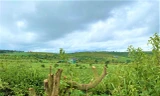 Thanh tra dự án núp bóng góp vốn cổ phần 'bán' đất cao su 
