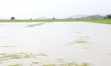 Vựa lúa lớn nhất Đắk Lắk chìm trong biển nước, nông dân nguy cơ mất trắng