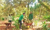 Vụ nhập nhèm mã vùng trồng sầu riêng: Giám đốc doanh nghiệp nhận lỗi