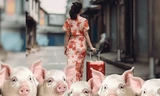 Cô gái ở Trung Quốc bỏ trốn cùng 30 con heo trong lúc bạn trai đang nằm viện