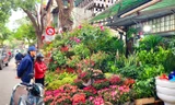 Hà Nội: Chợ hoa, cây cảnh Hoàng Hoa Thám rực rỡ hương xuân sắc Tết 