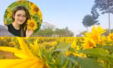 Vườn hoa hướng dương đẹp như tranh thu hút giới trẻ đến 'check in'