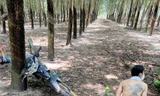 Trốn truy nã, trộm xe máy chạy vào vườn cao su vẫn không thoát