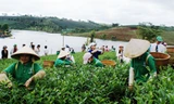 Thi hái trà ở lễ hội văn hóa trà Bảo Lộc. Ảnh: Gia Bình.