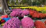 Tràn ngập hoa Tết, giá rẻ hơn mọi năm ở TPHCM