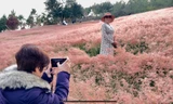 Mãn nhãn với đồi cỏ hồng Đà Lạt đẹp như cổ tích