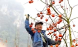 Vượt gần 200 km lên Mộc Châu sắm cành hồng trĩu quả, đỏ rực về chơi Tết
