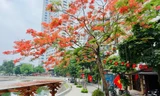 Hoa bằng lăng, phượng vĩ nở rộ khắp phố phường Hà Nội