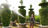 Độc đáo vườn quýt lục bình 'khủng' giá đắt đỏ sẵn sàng vào vụ Tết