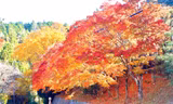 Mê mẩn cảnh sắc mùa thu lá đỏ, lá vàng ở Nhật Bản